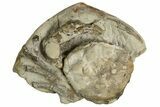 Eocene Fossil Crab (Pulalius) - Washington State #338078-3